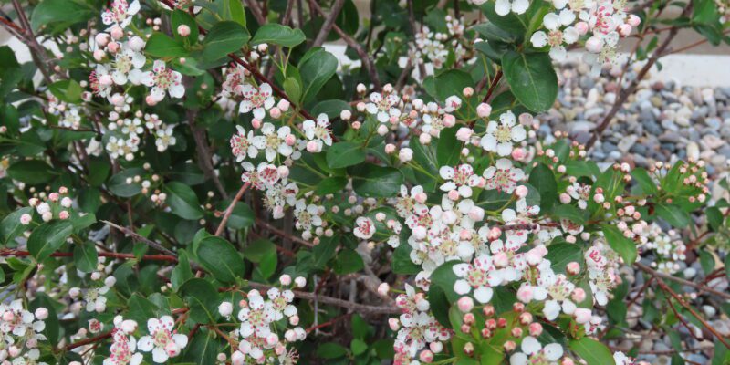 Autumn Magic Black Chokeberry Plantsomething Montana