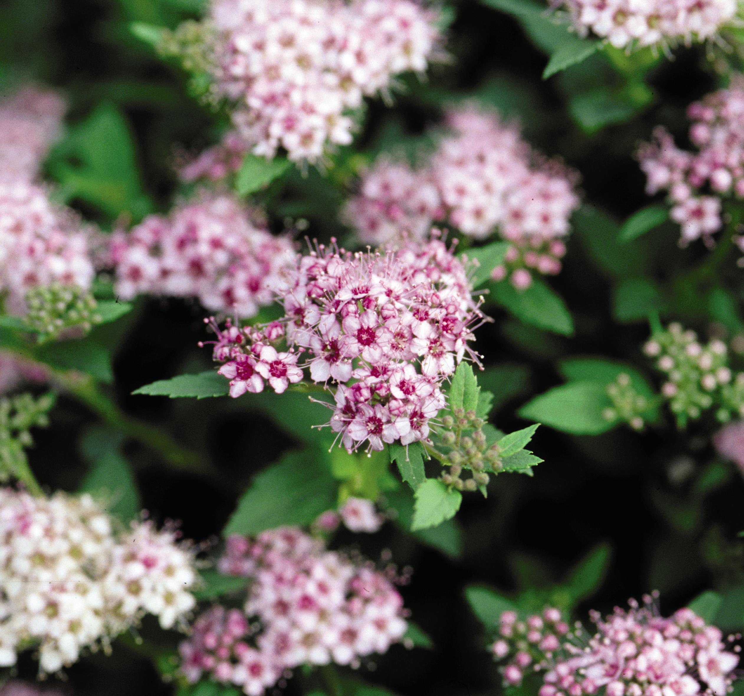 Daphne Spirea Plant Something Montana