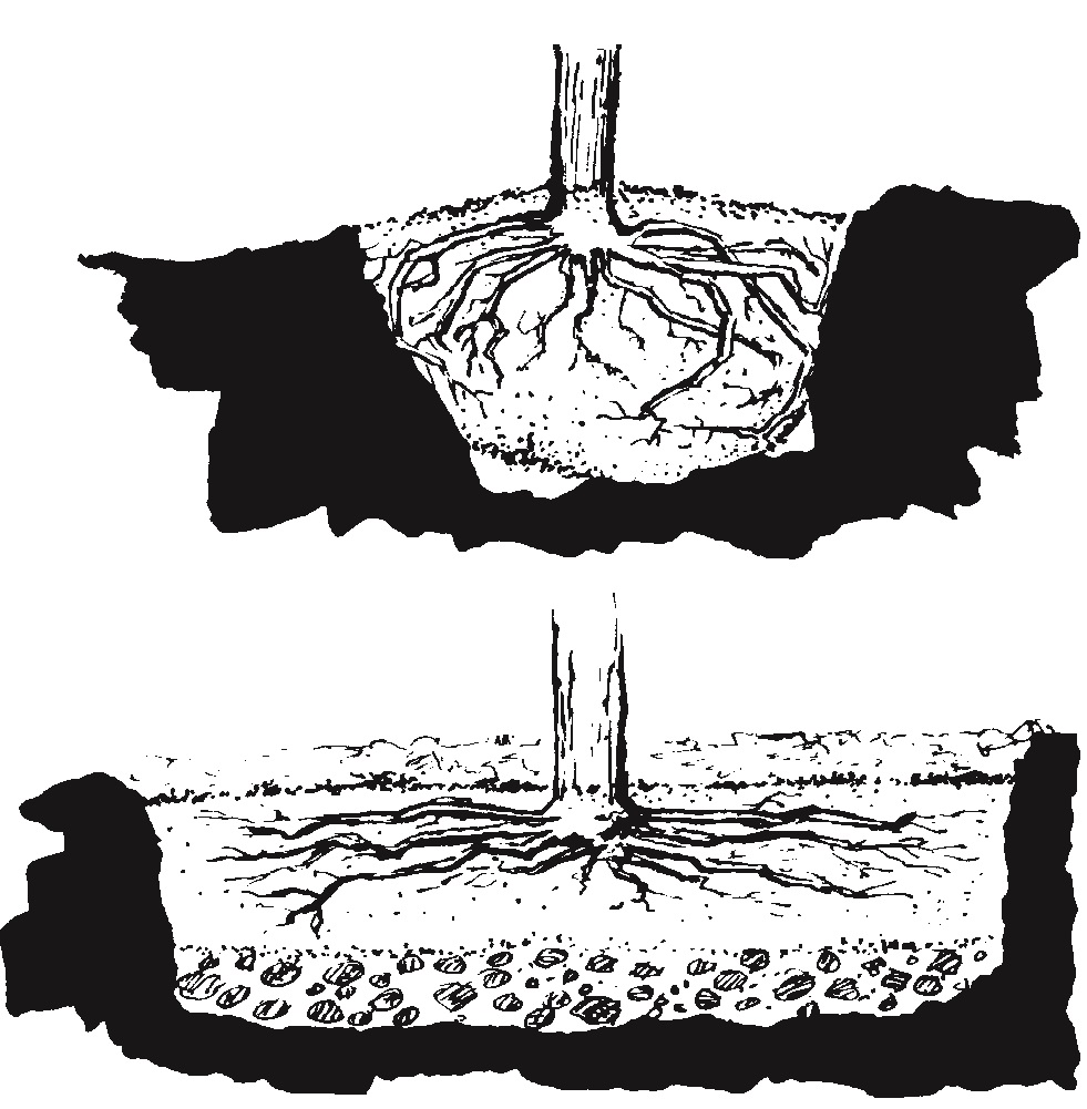 FIGURE 3. Roots should have ample room to spread in all directions.