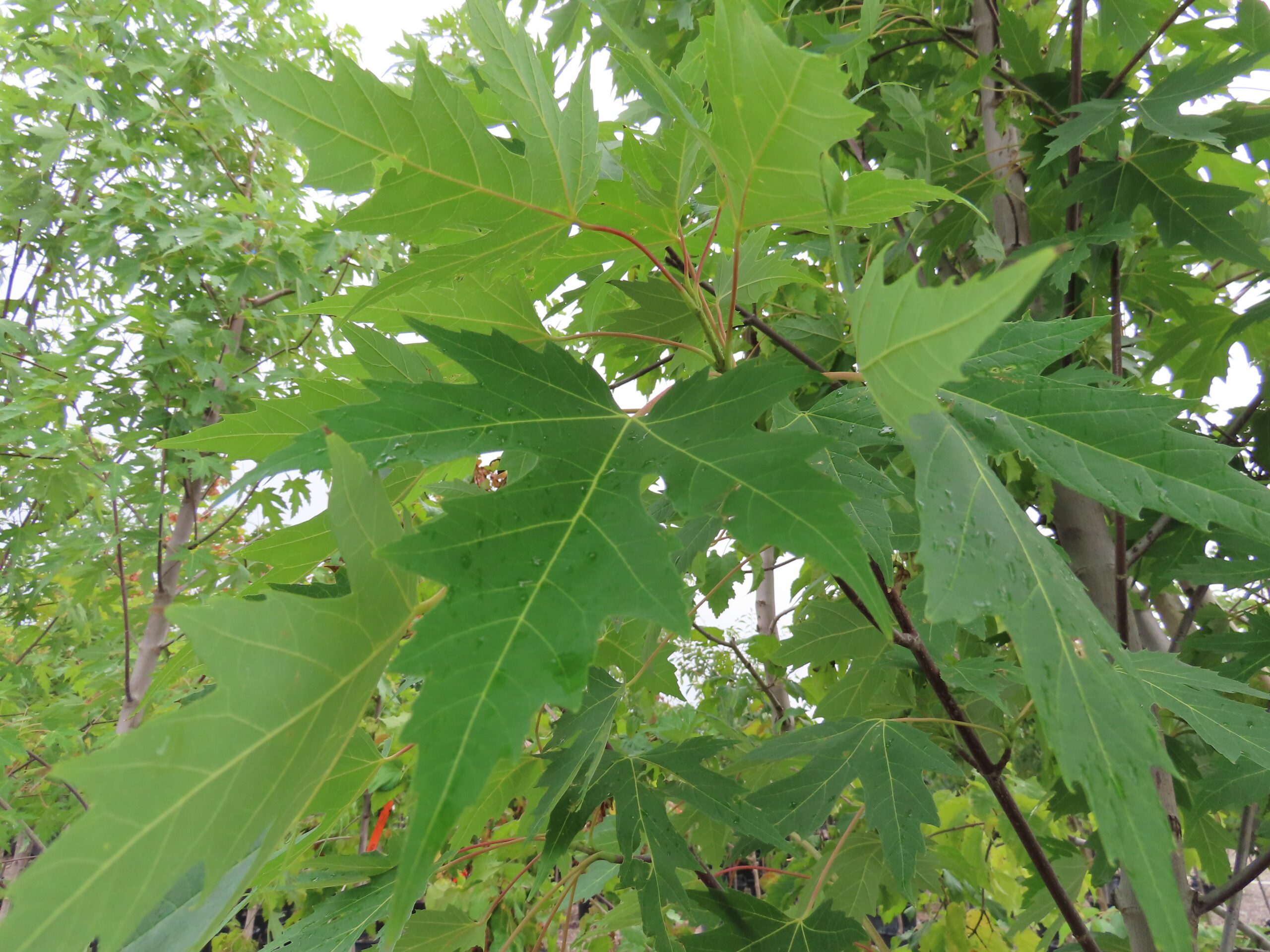 Silver Queen Silver Maple 