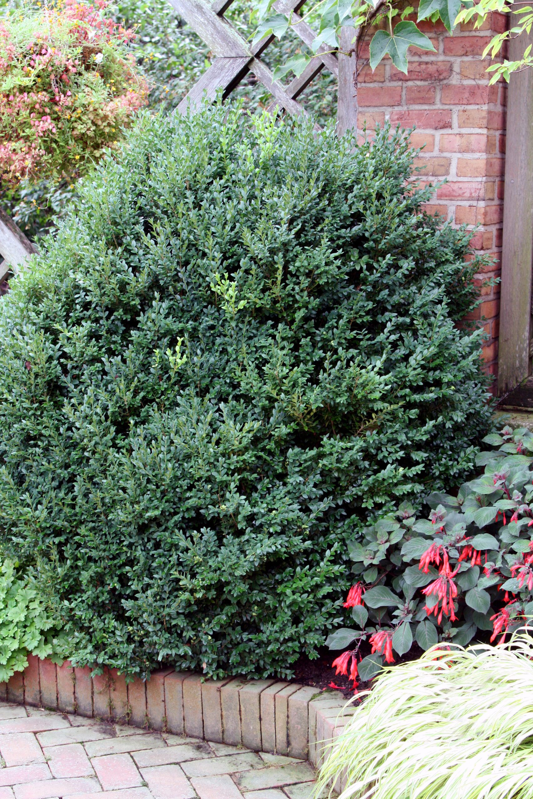 Green Mountain Boxwood | Plant Something Montana