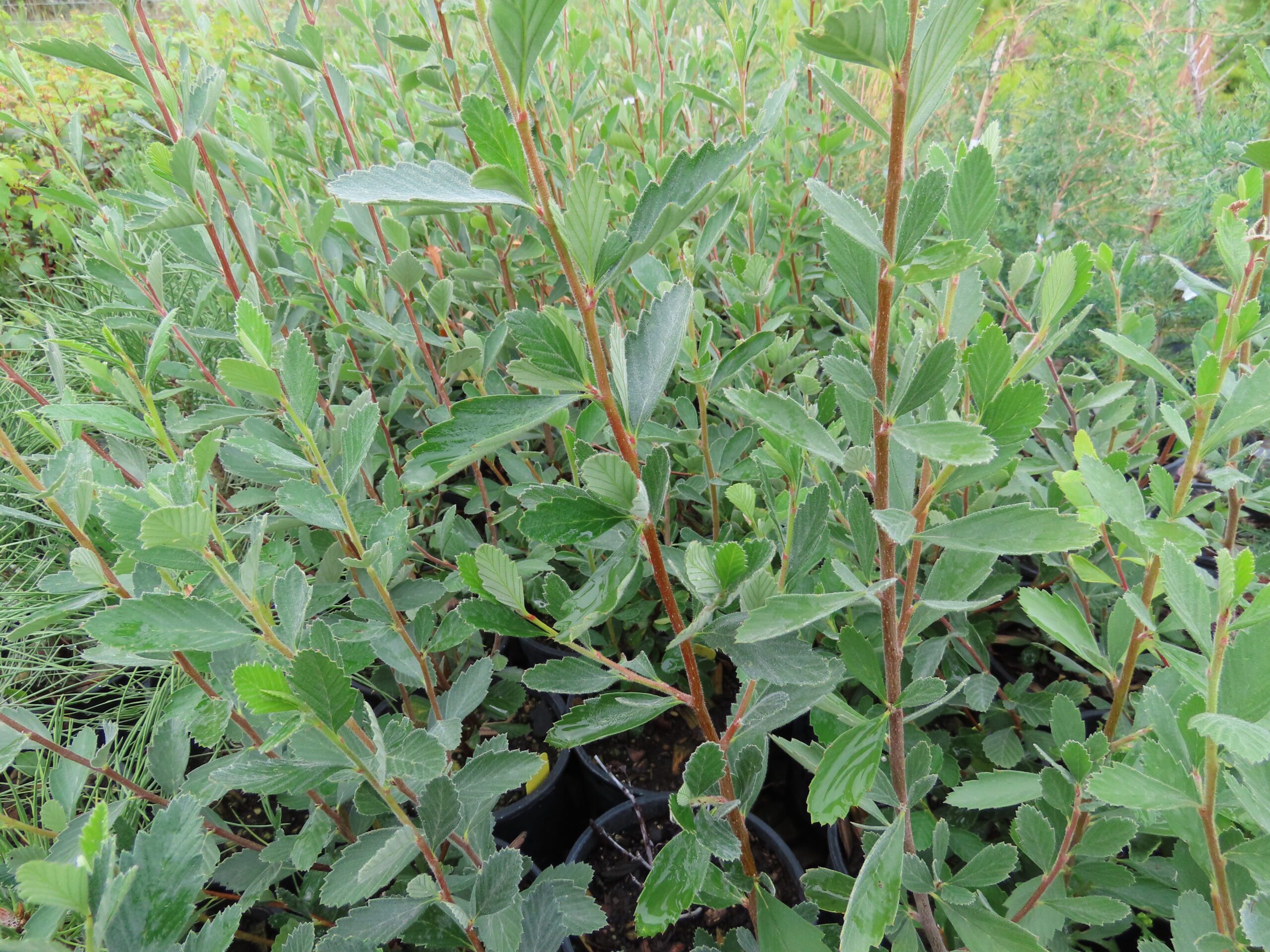 common-mountain-mahogany-plant-something-montana