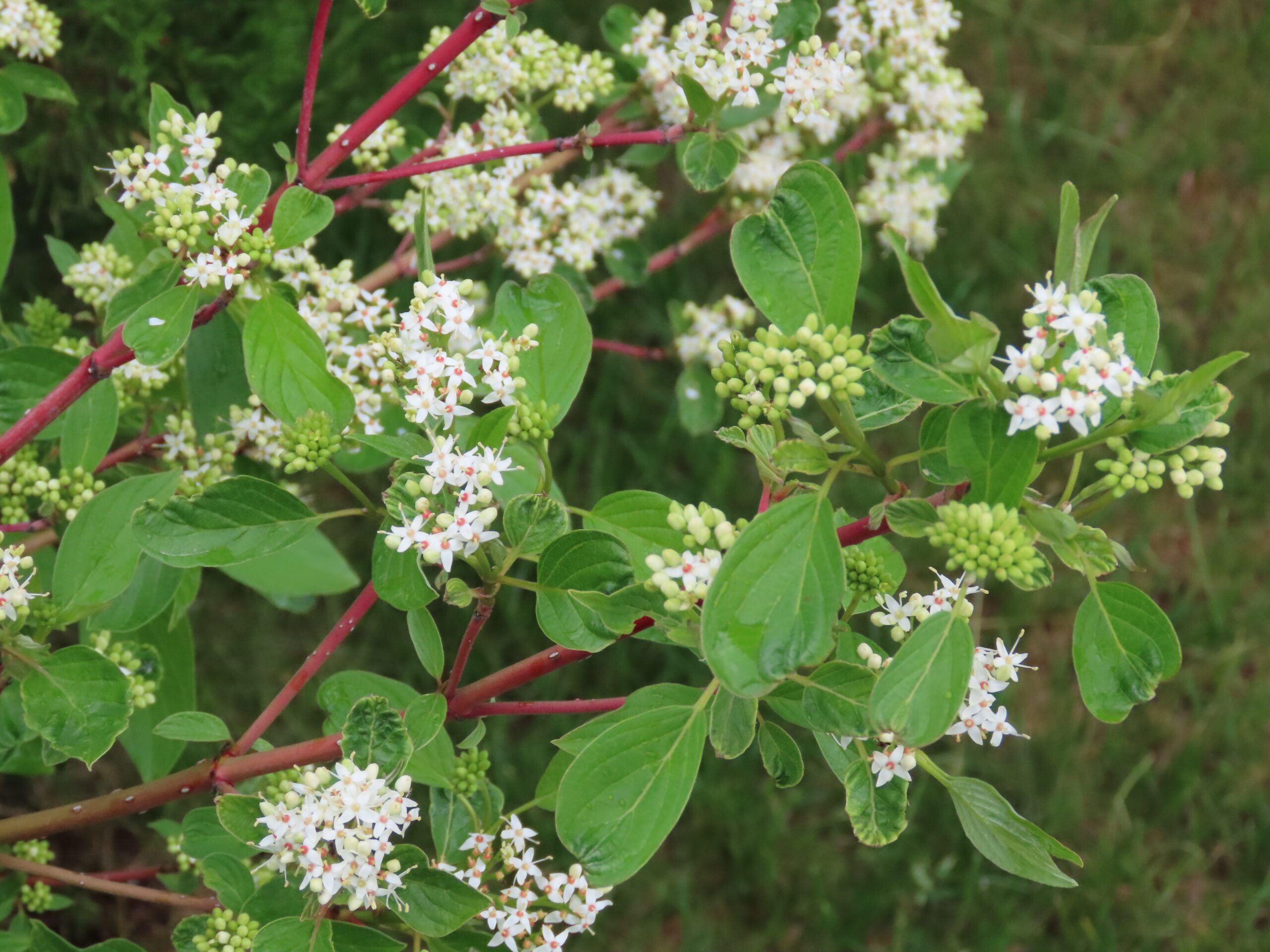 Isanti Dogwood | Plant Something Montana