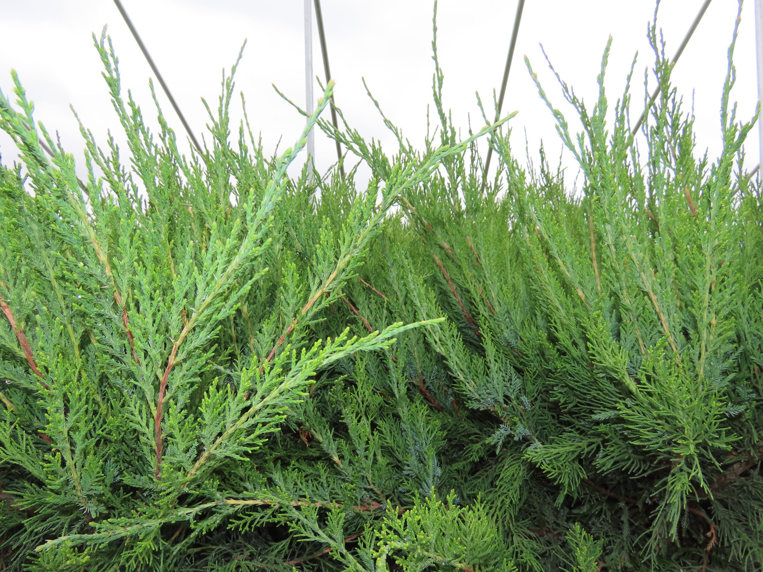 Mint Julep Juniper Tree