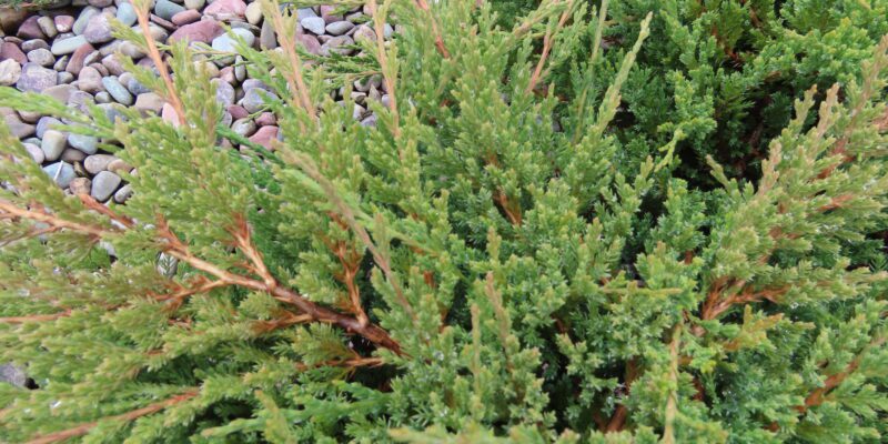 Prince of Wales Juniper - Plantsomething Montana