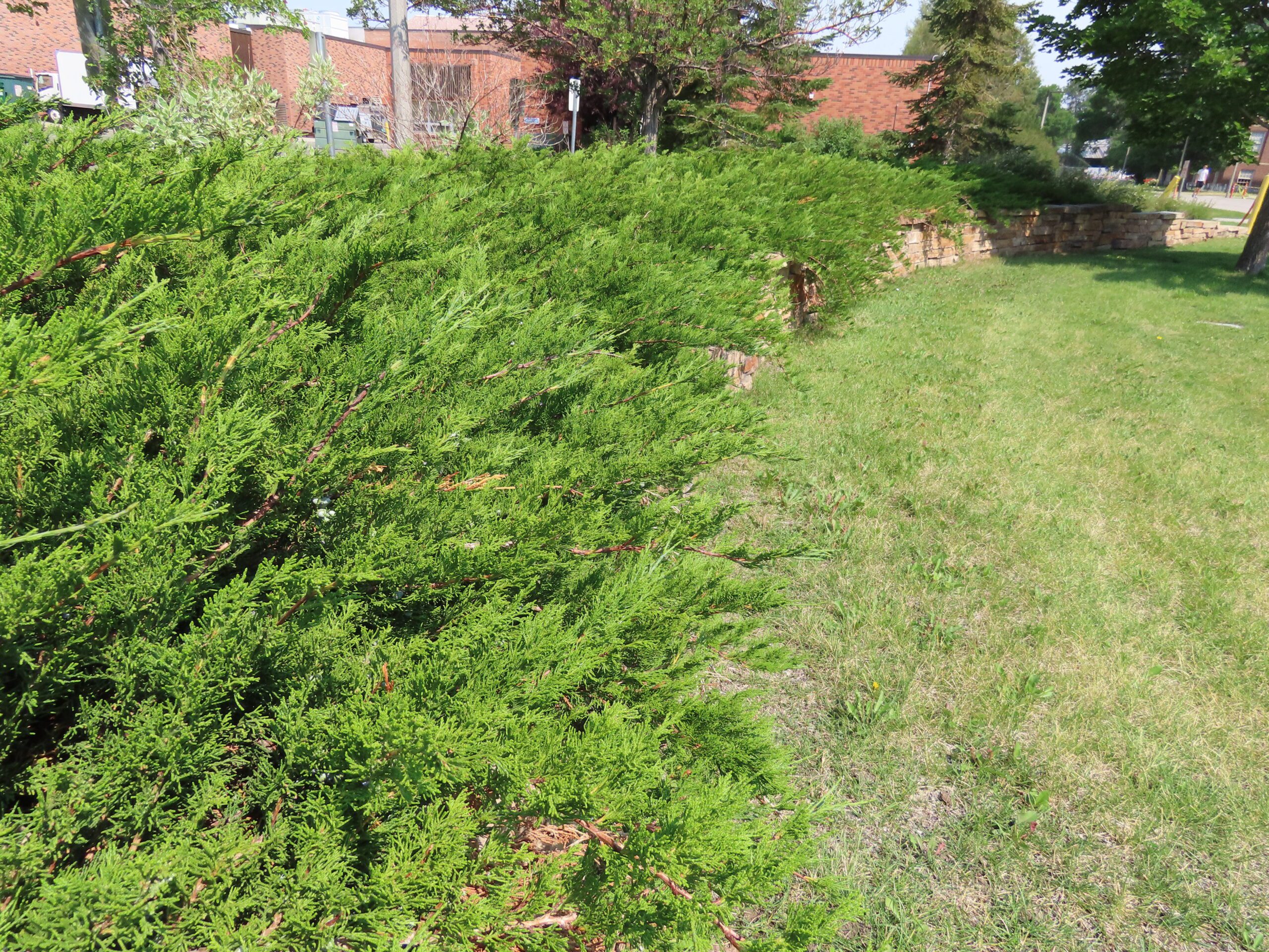 buffalo-juniper-plant-something-montana