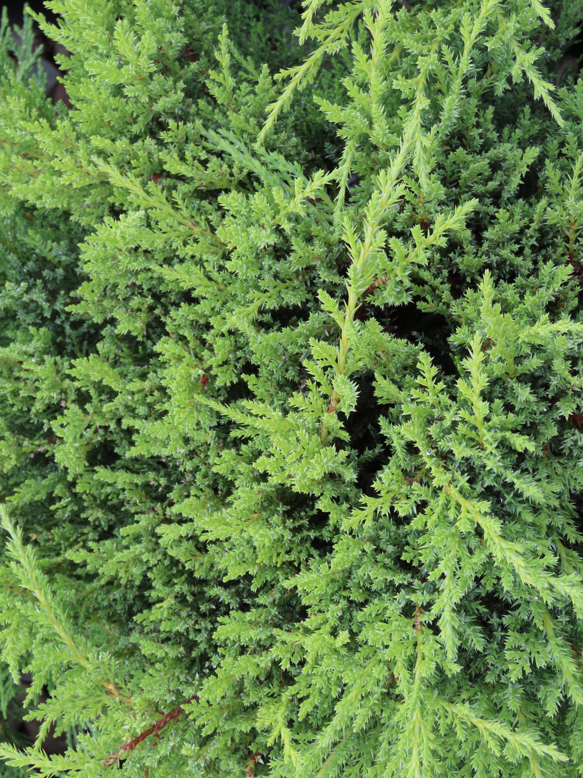 Moor-Dense® Juniper | Plant Something Montana