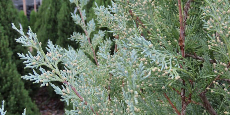 Wichita Blue Juniper - Plantsomething Montana