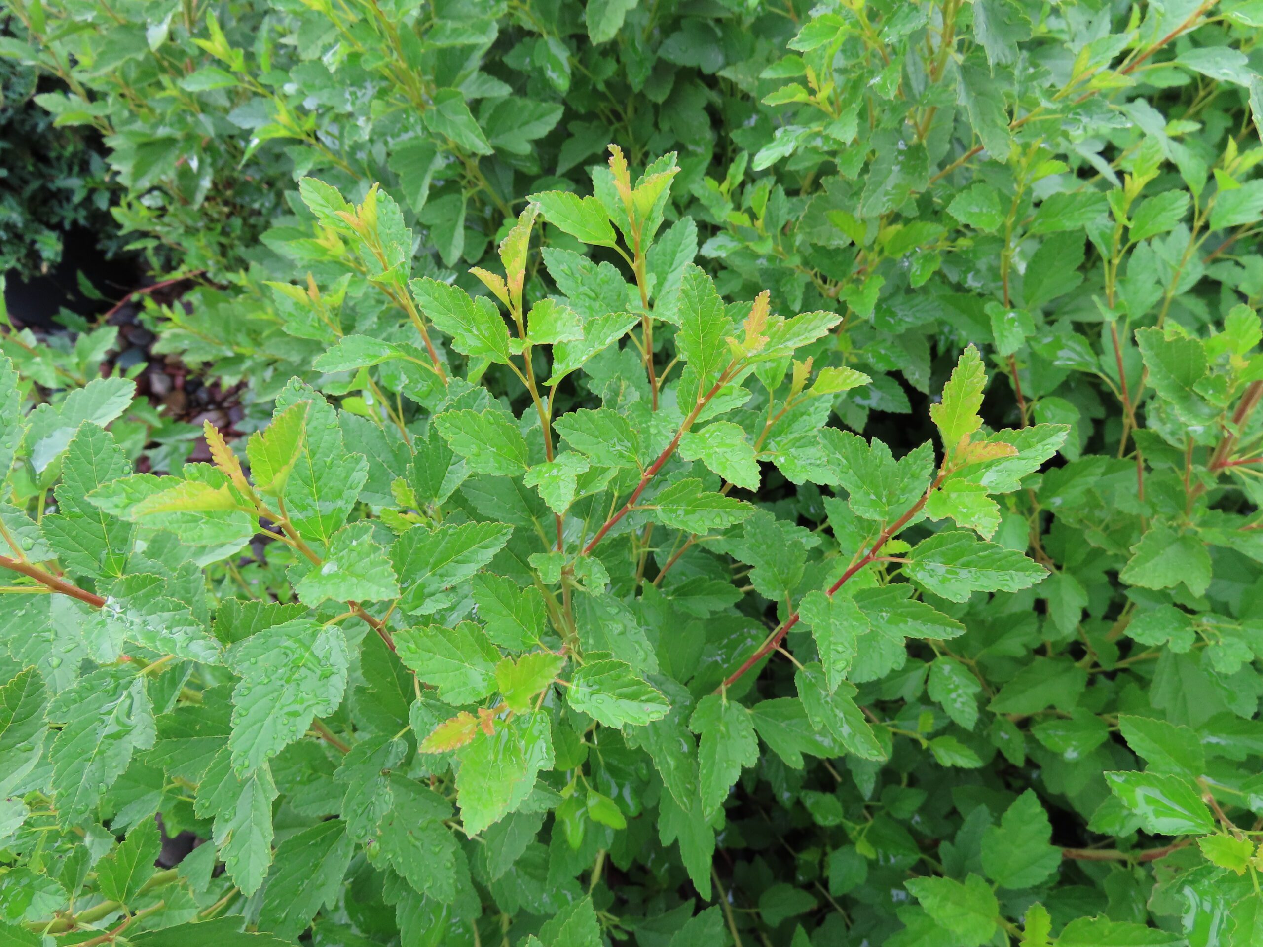 Dwarf Ninebark | Plant Something Montana