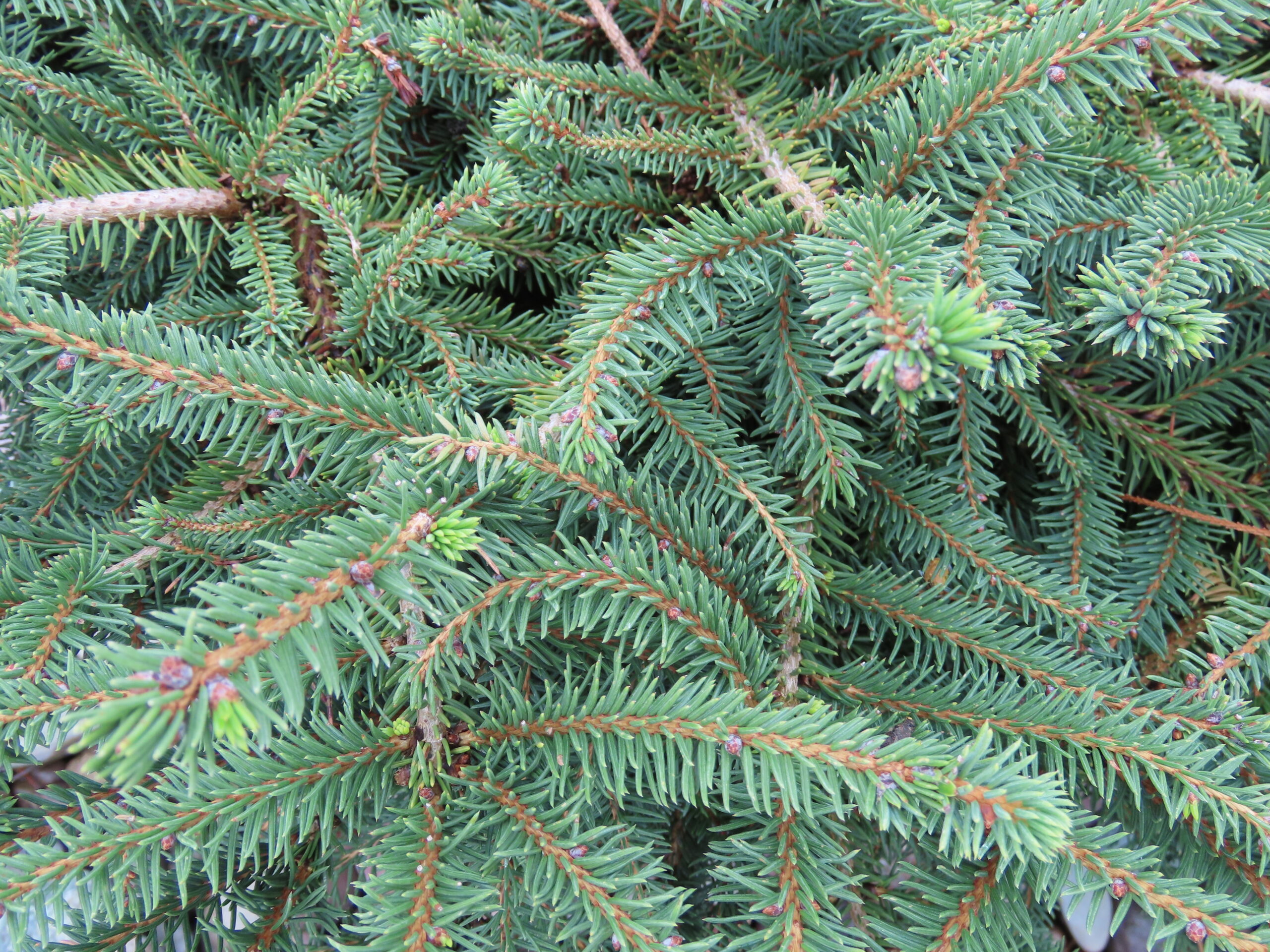 Birds Nest Spruce Plantsomething Montana