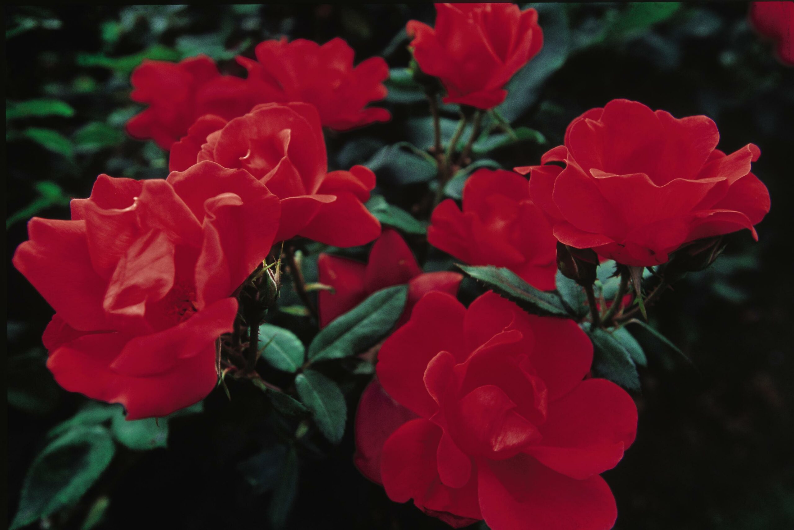 Knock Out® Rose | Plant Something Montana