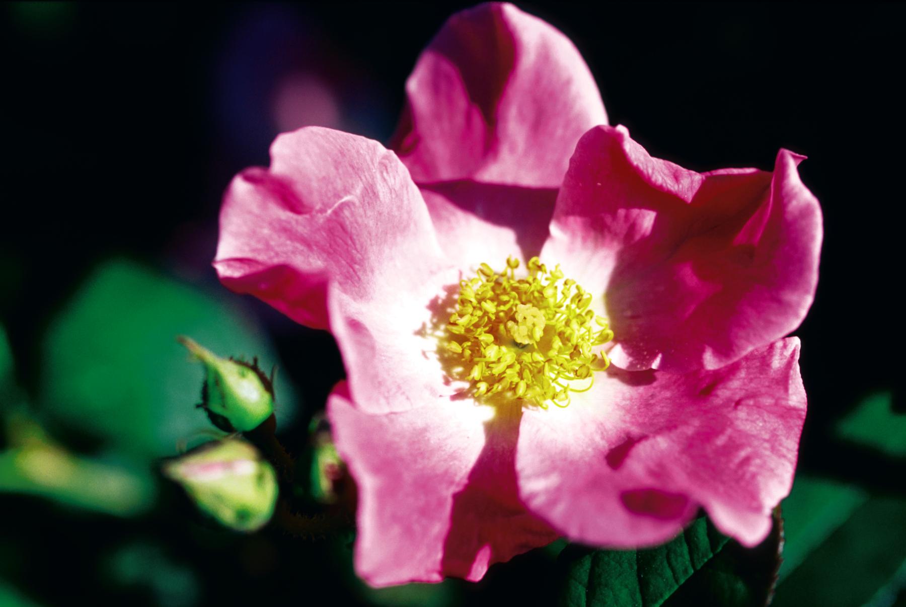 Nearly Wild Rose | Plant Something Montana