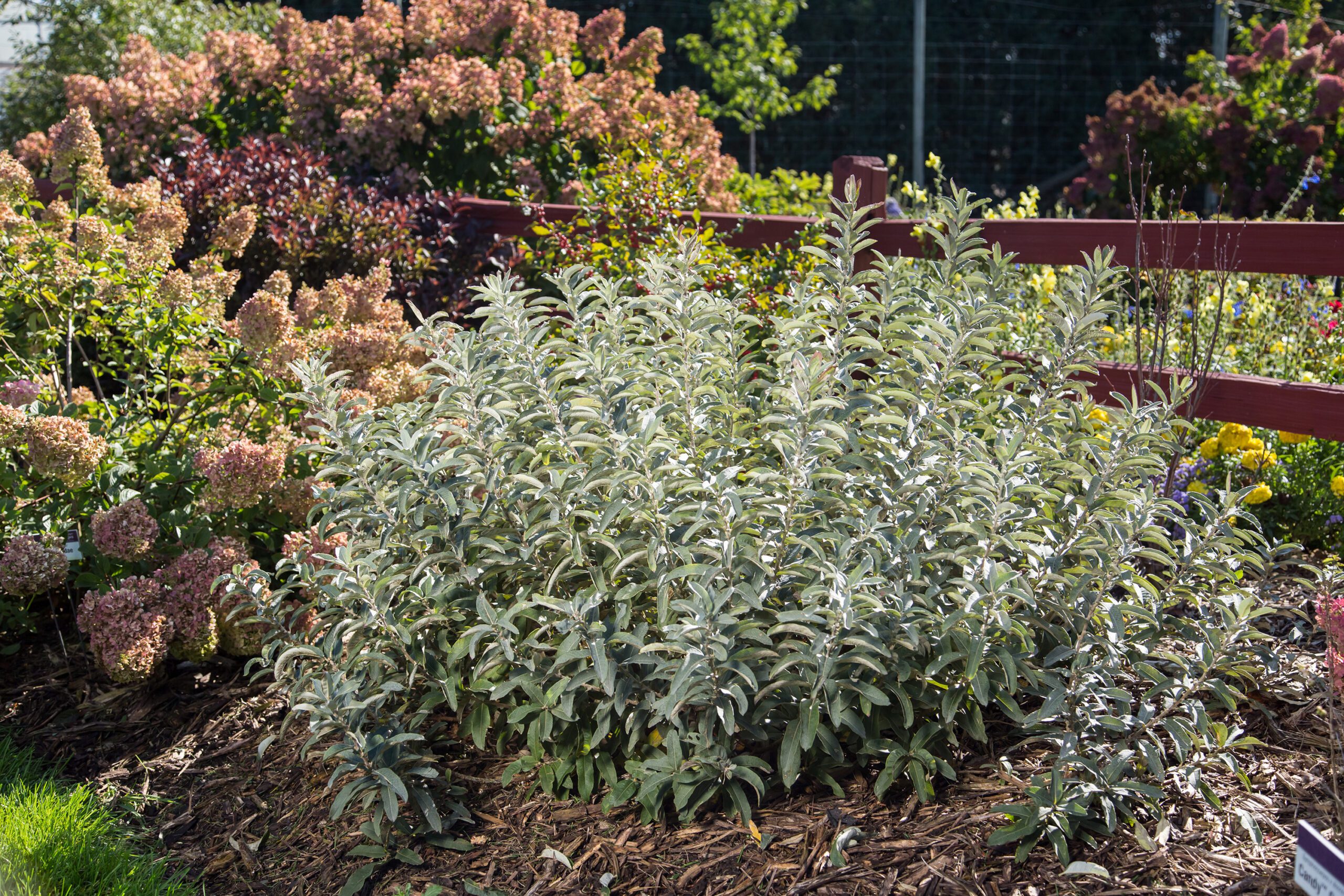 Iceberg Alley Sageleaf Willow Plant Something Montana   Salix Candida IcebergAlley 59 Scaled 