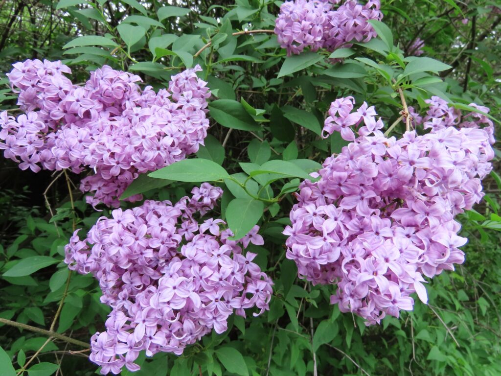 Saugeana Lilac | Plant Something Montana