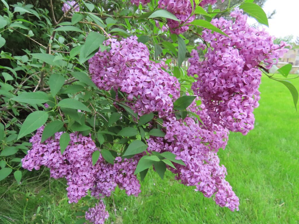 Saugeana Lilac | Plant Something Montana