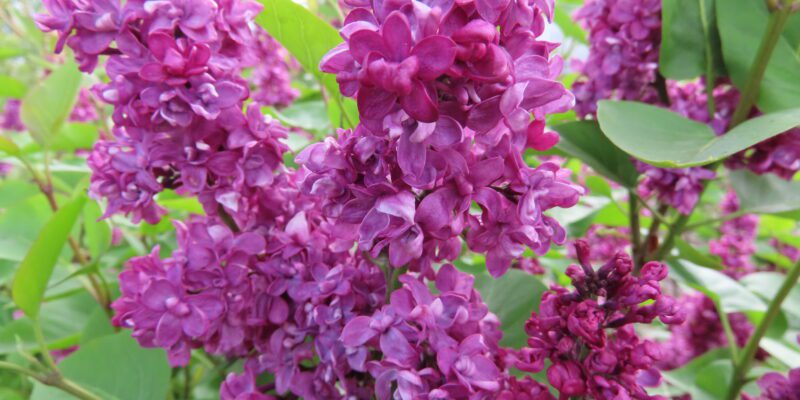 Charles Joly Lilac - Plantsomething Montana