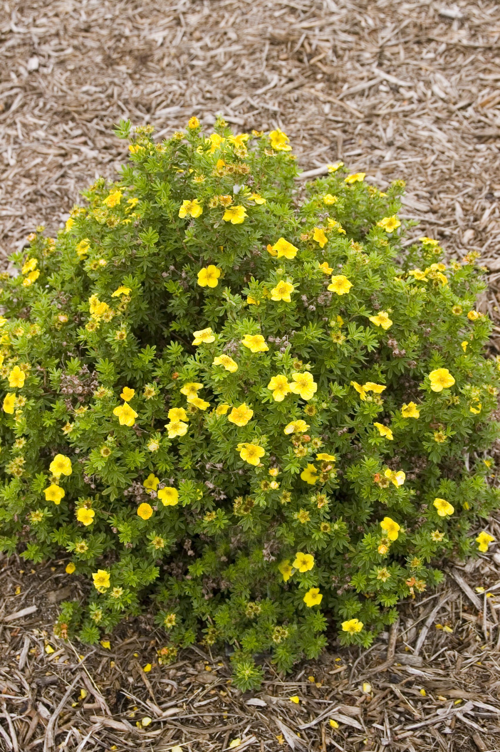 Mango Tango™ Potentilla | Plant Something Montana